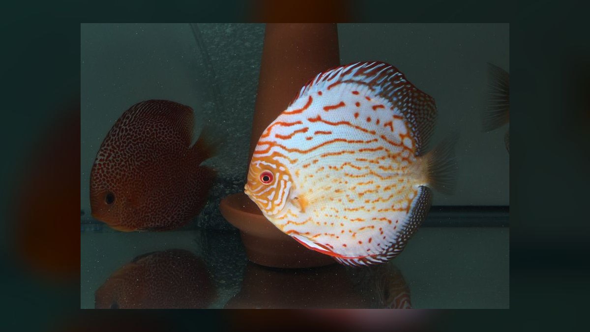 Top 10 Discus Color Strains 2027 — figure 7