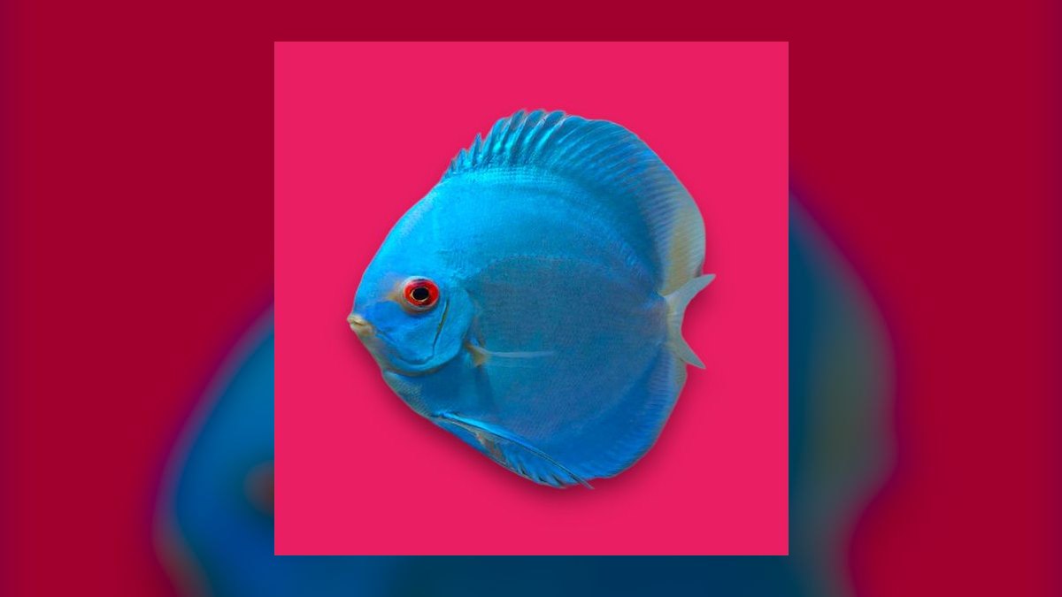 Top 10 Discus Color Strains 2027 — figure 8