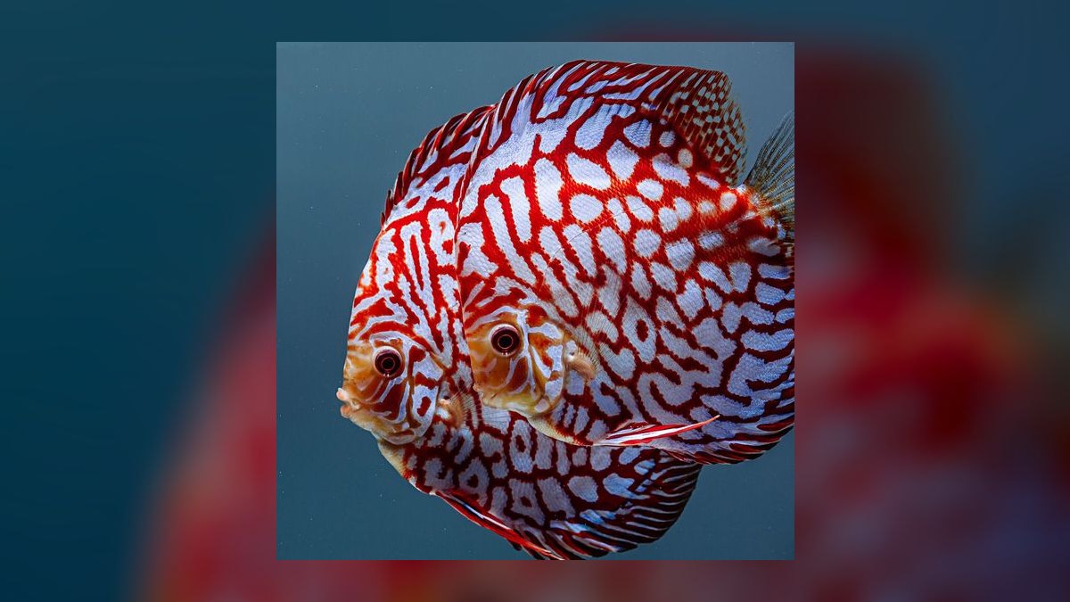 Top 10 Discus Color Strains 2027 — figure 9