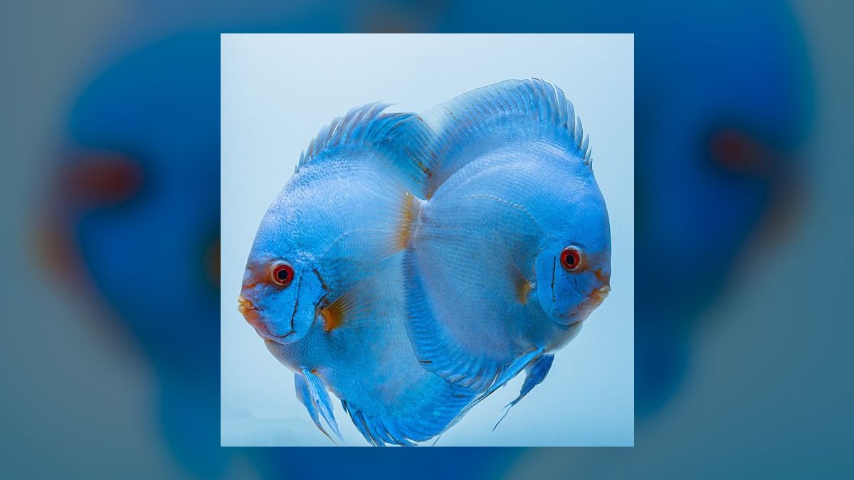 Top 10 Discus Color Strains 2027