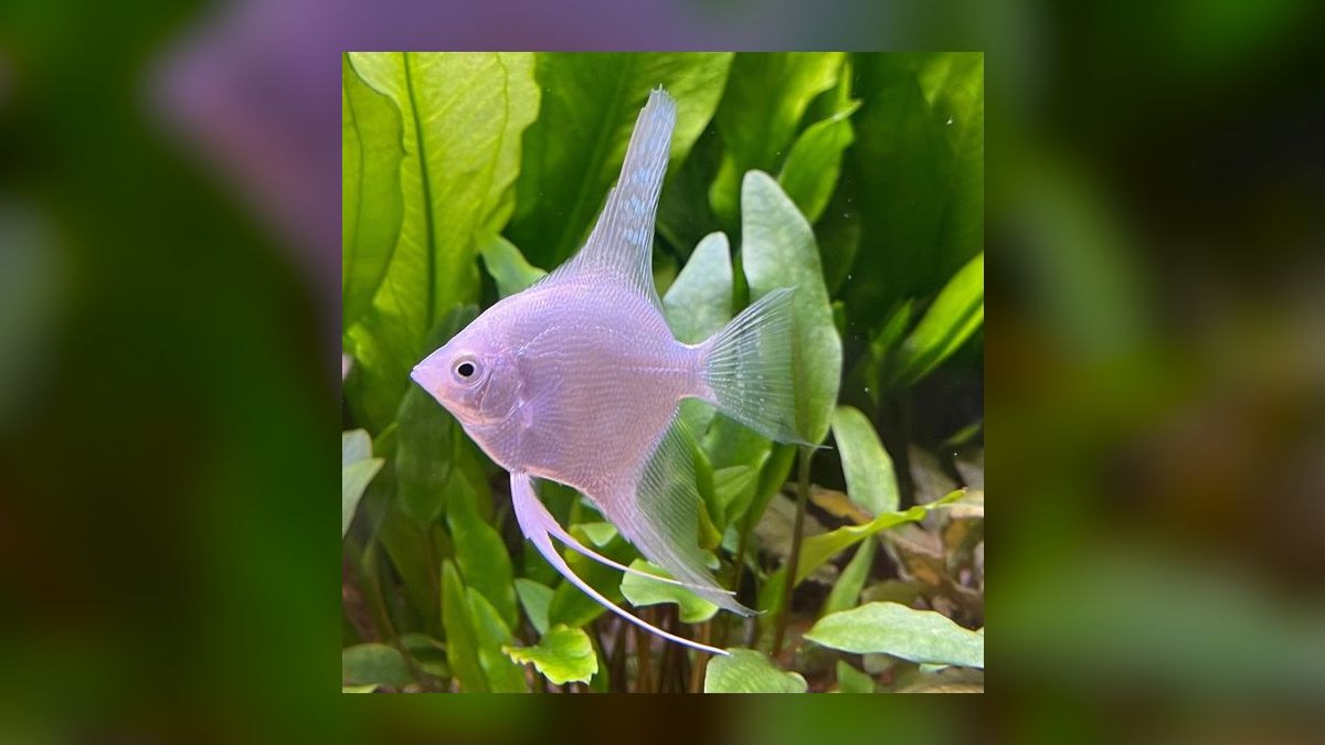 Top 10 Angelfish Color Morphs 2027 — figure 1