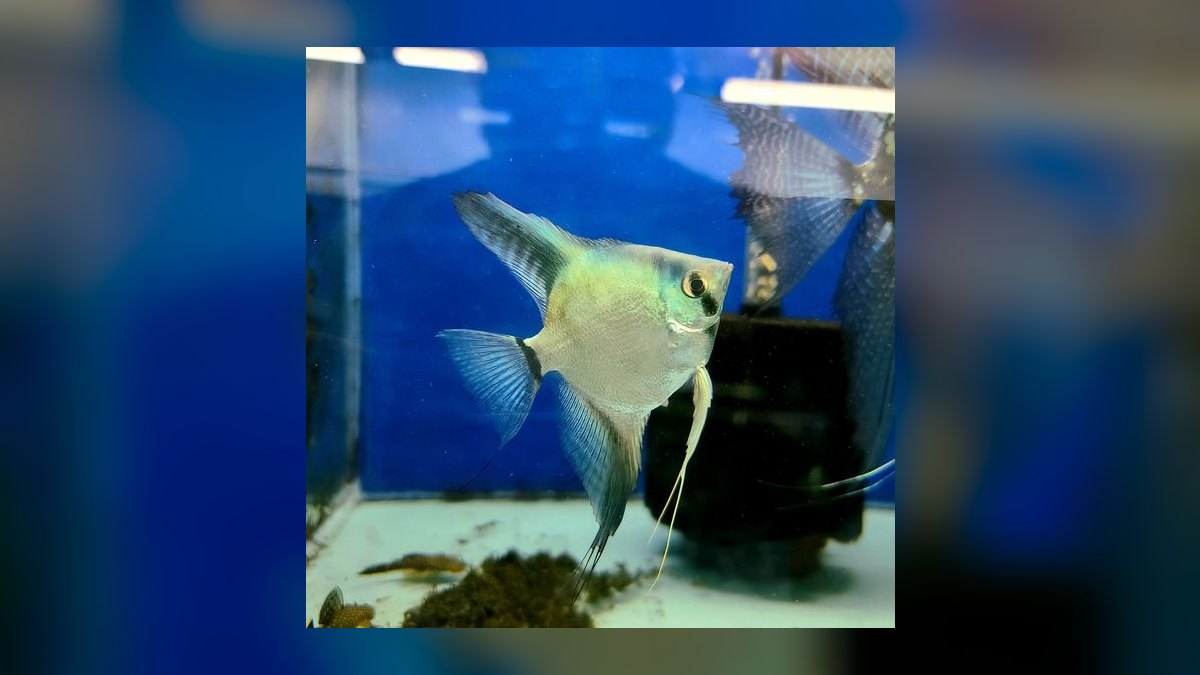 Top 10 Angelfish Color Morphs 2027 — figure 10