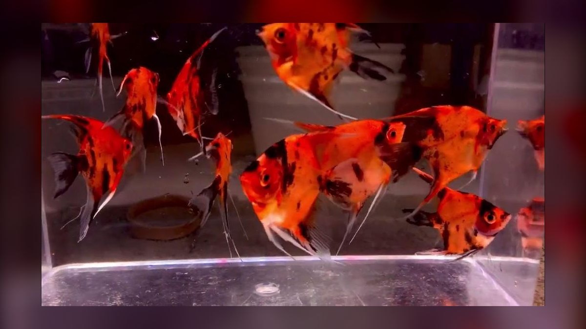 Top 10 Angelfish Color Morphs 2027 — figure 2