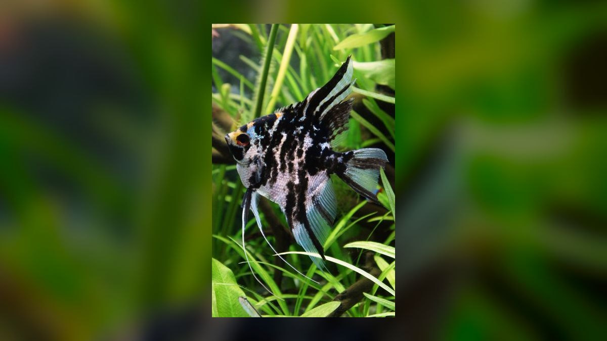 Top 10 Angelfish Color Morphs 2027 — figure 3