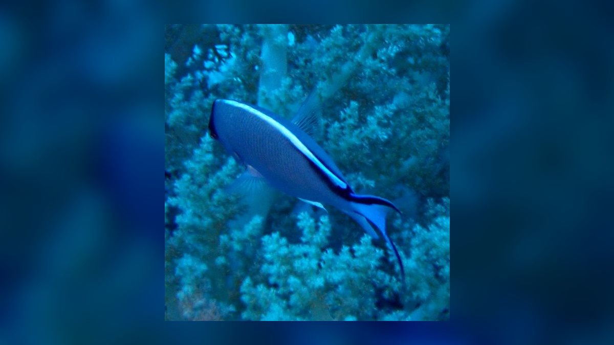 Top 10 Angelfish Color Morphs 2027 — figure 5