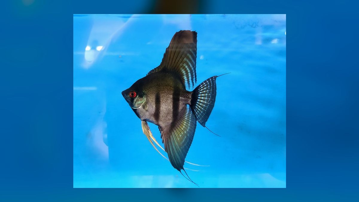 Top 10 Angelfish Color Morphs 2027 — figure 6