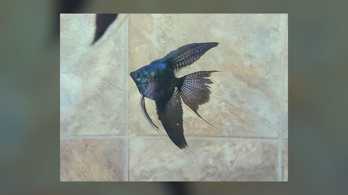 Top 10 Angelfish Color Morphs 2027 — figure 7