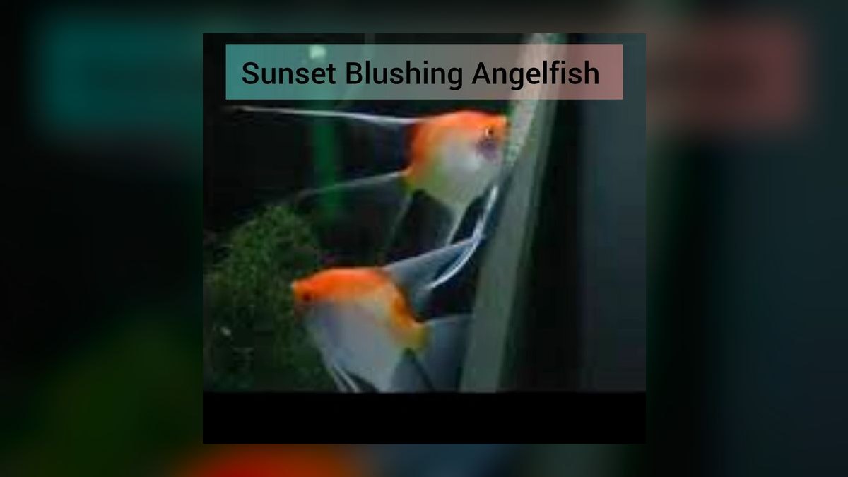 Top 10 Angelfish Color Morphs 2027 — figure 8