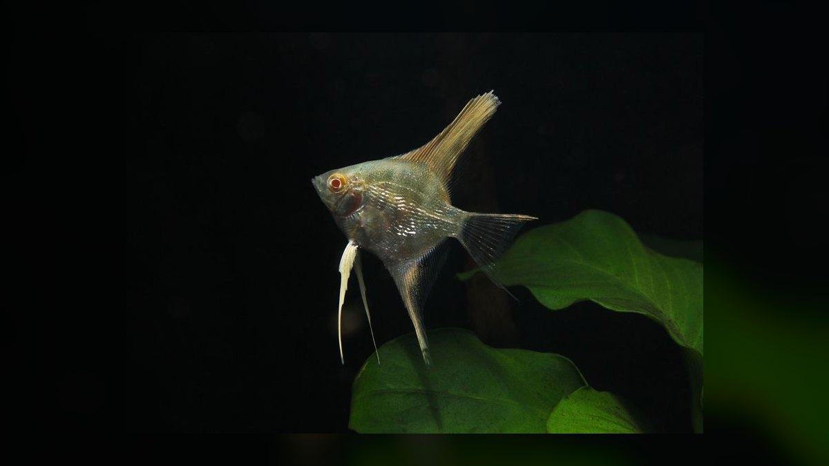 Top 10 Angelfish Color Morphs 2027 — figure 9