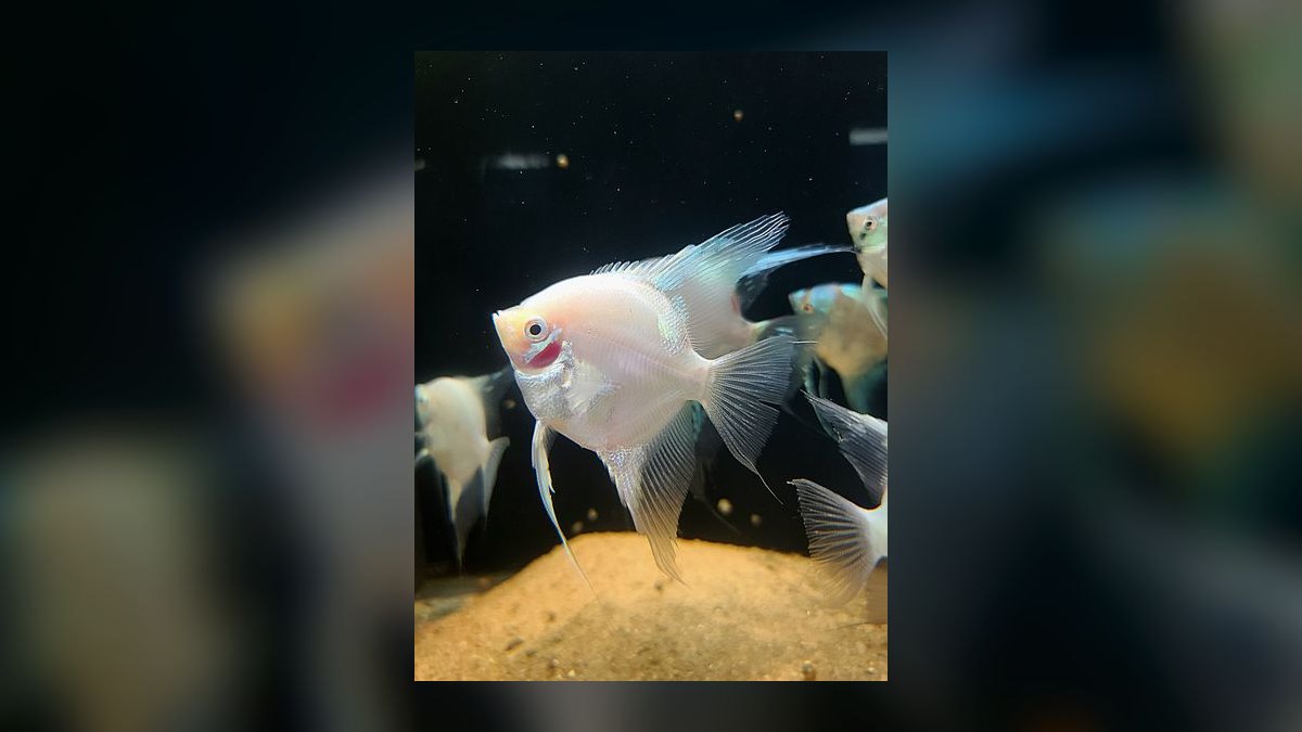 Top 10 Angelfish Color Morphs 2027