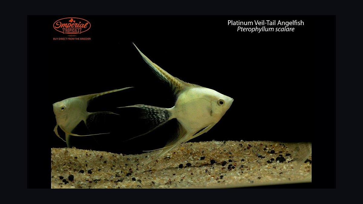 Top 10 Angelfish Color Morphs 2027