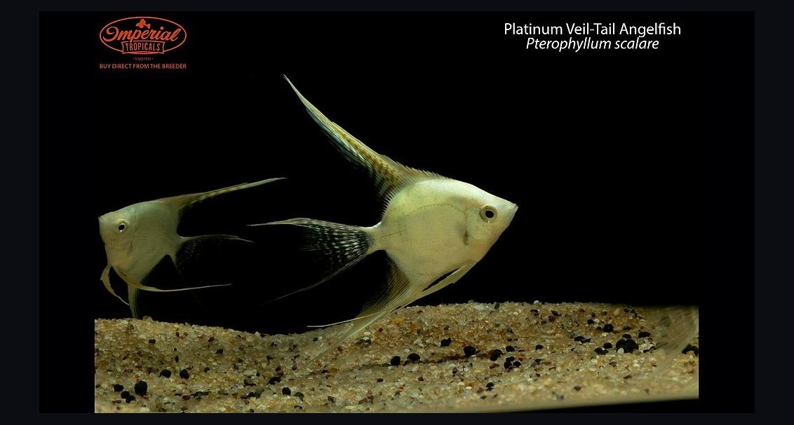 Top 10 Angelfish Color Morphs 2027