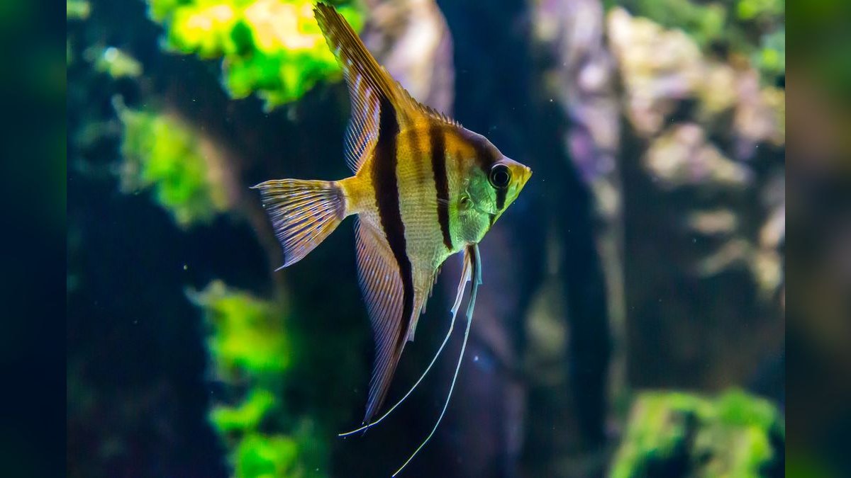 Top 10 Freshwater Angelfish Tank Mates 2027 — figure 3