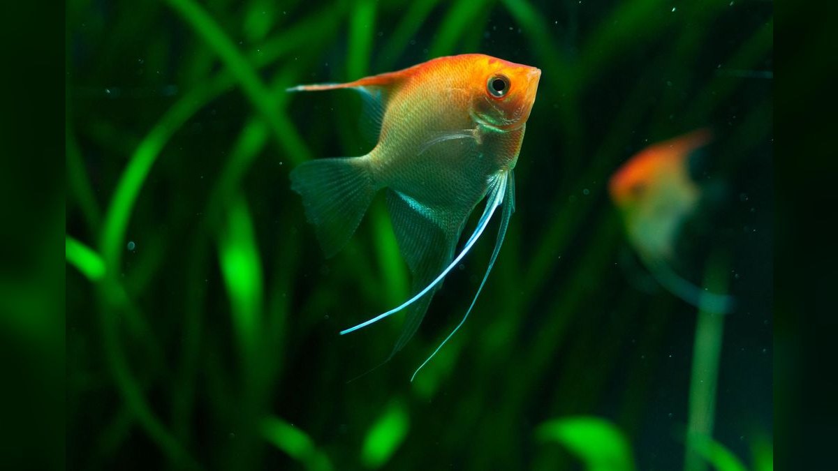 Top 10 Freshwater Angelfish Tank Mates 2027 — figure 4