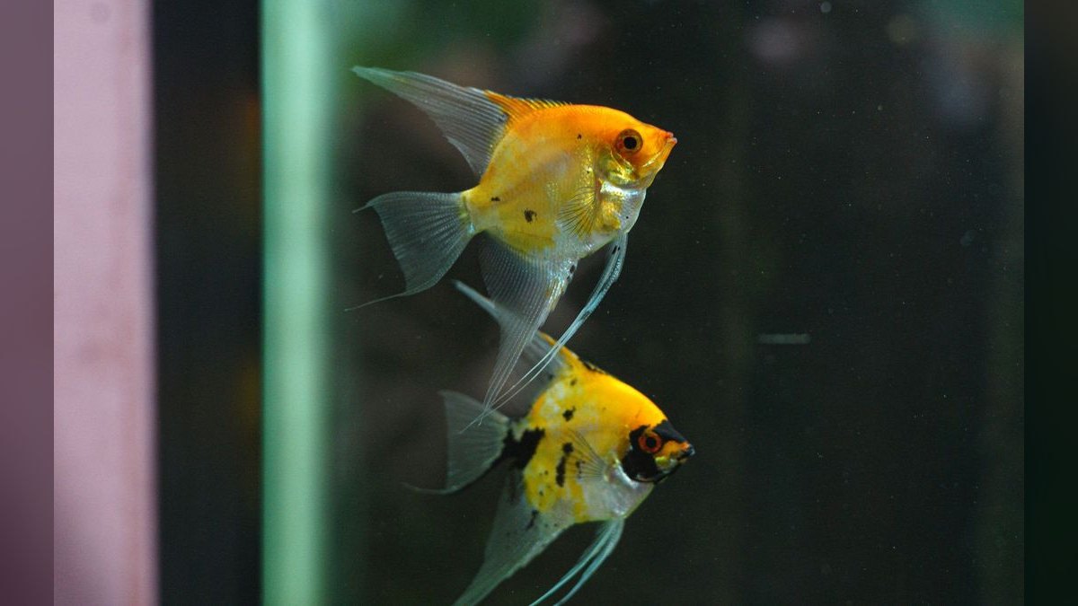 Top 10 Freshwater Angelfish Tank Mates 2027 — figure 5