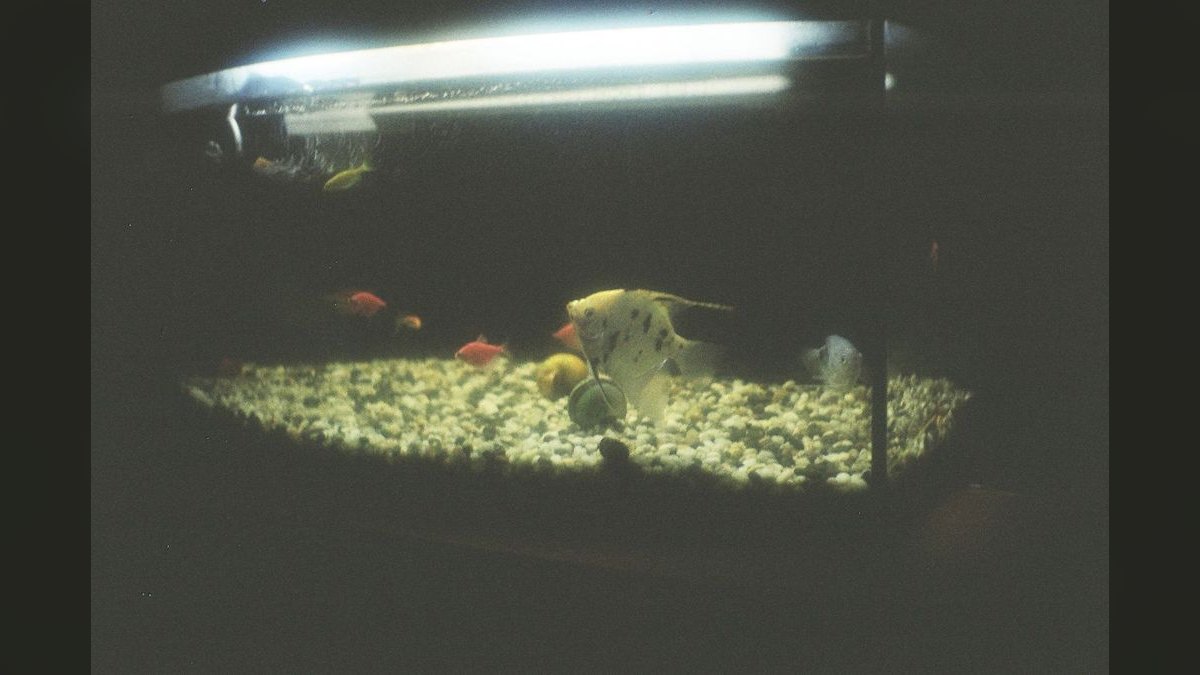 Top 10 Freshwater Angelfish Tank Mates 2027 — figure 6