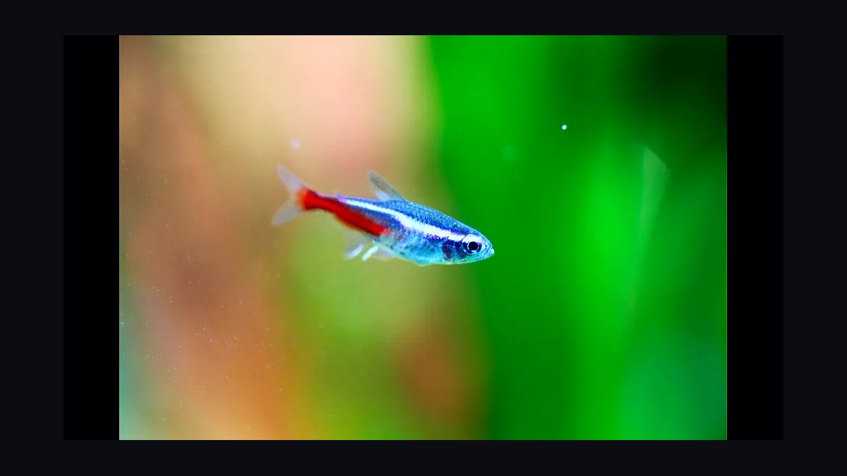 Top 10 Freshwater Angelfish Tank Mates 2027