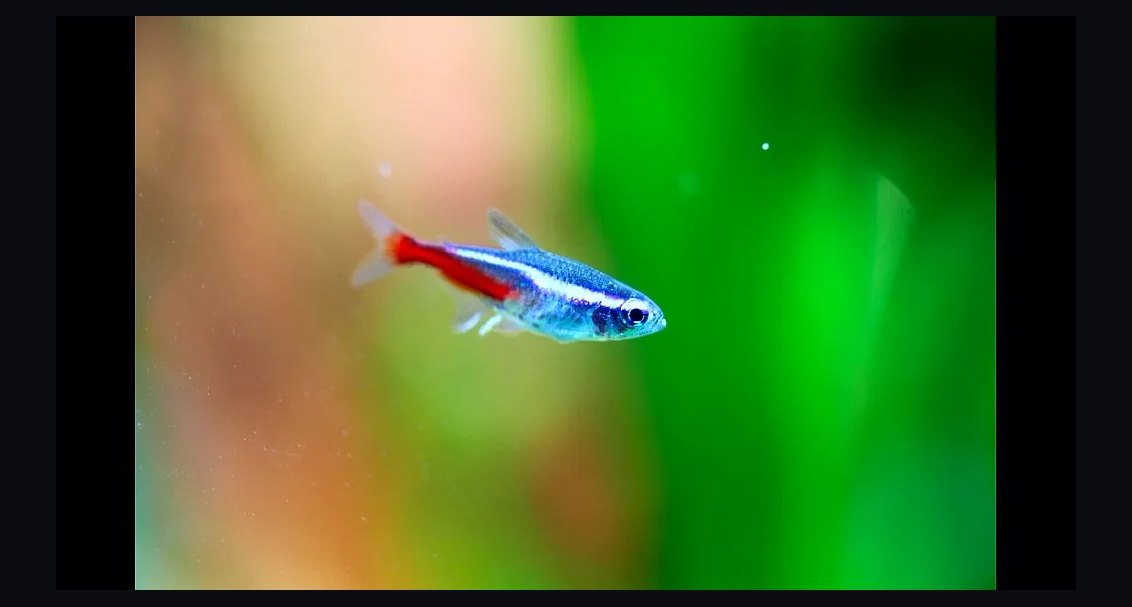 Top 10 Freshwater Angelfish Tank Mates 2027