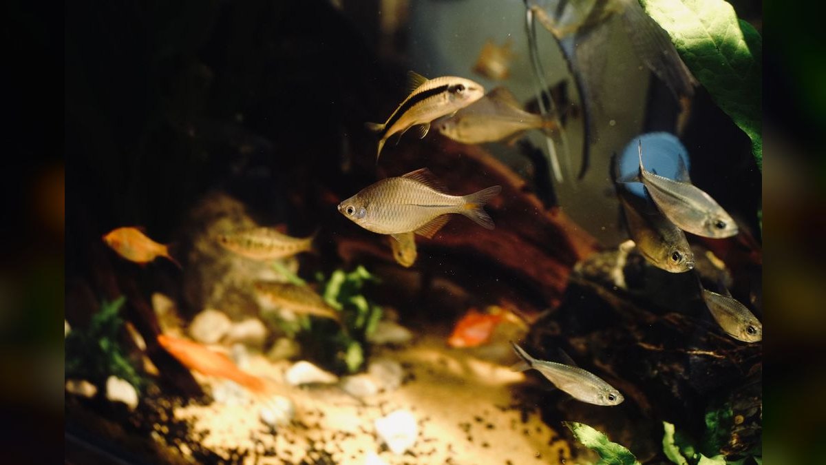 Top 10 South American Tetra Biotope Fish 2027 — figure 5