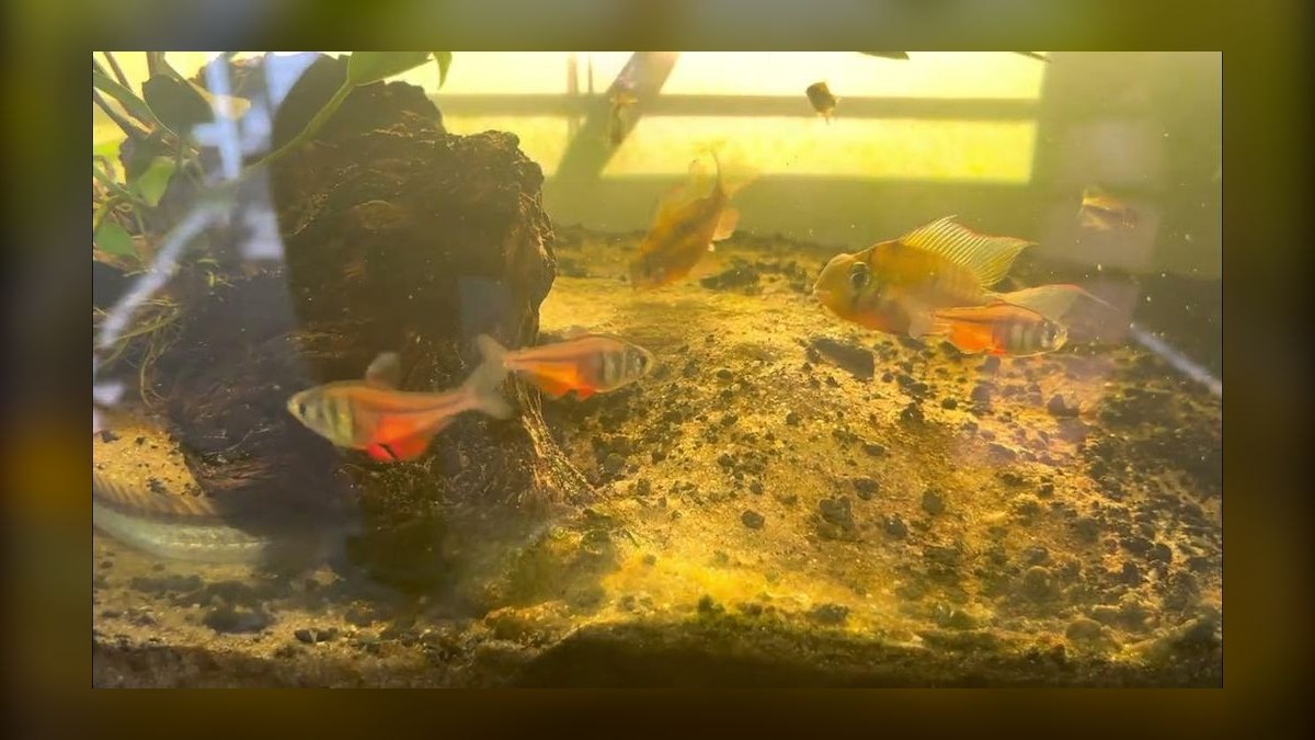 Top 10 South American Tetra Biotope Fish 2027 — figure 8