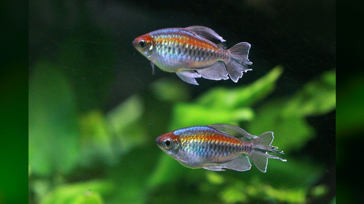 Top 10 South American Tetra Biotope Fish 2027