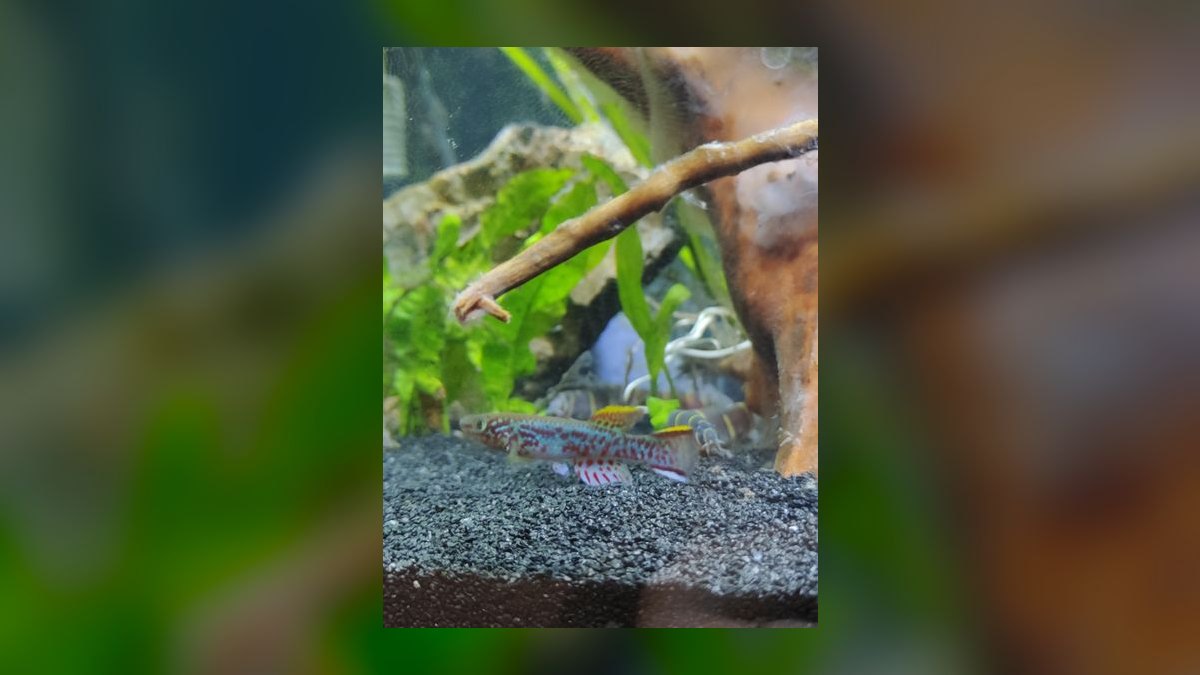 Top 10 West African Killifish Species 2027 — figure 10