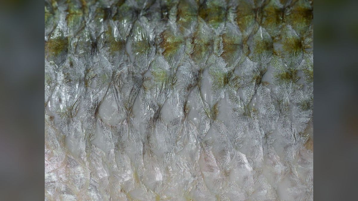 Top 10 West African Killifish Species 2027 — figure 5