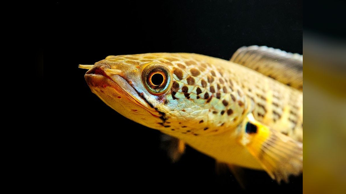 Top 10 West African Killifish Species 2027 — figure 6