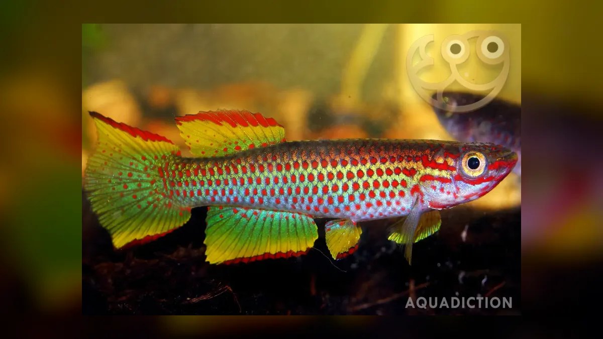 Top 10 West African Killifish Species 2027 — figure 7