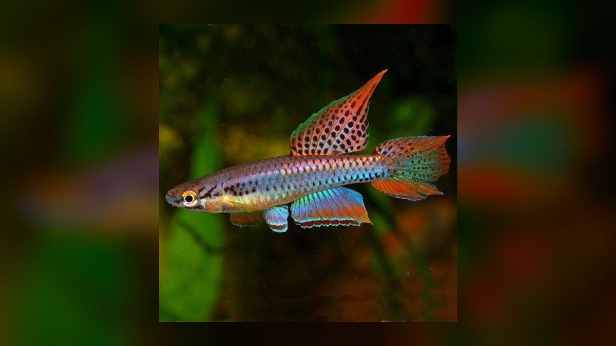 Top 10 West African Killifish Species 2027 — figure 8