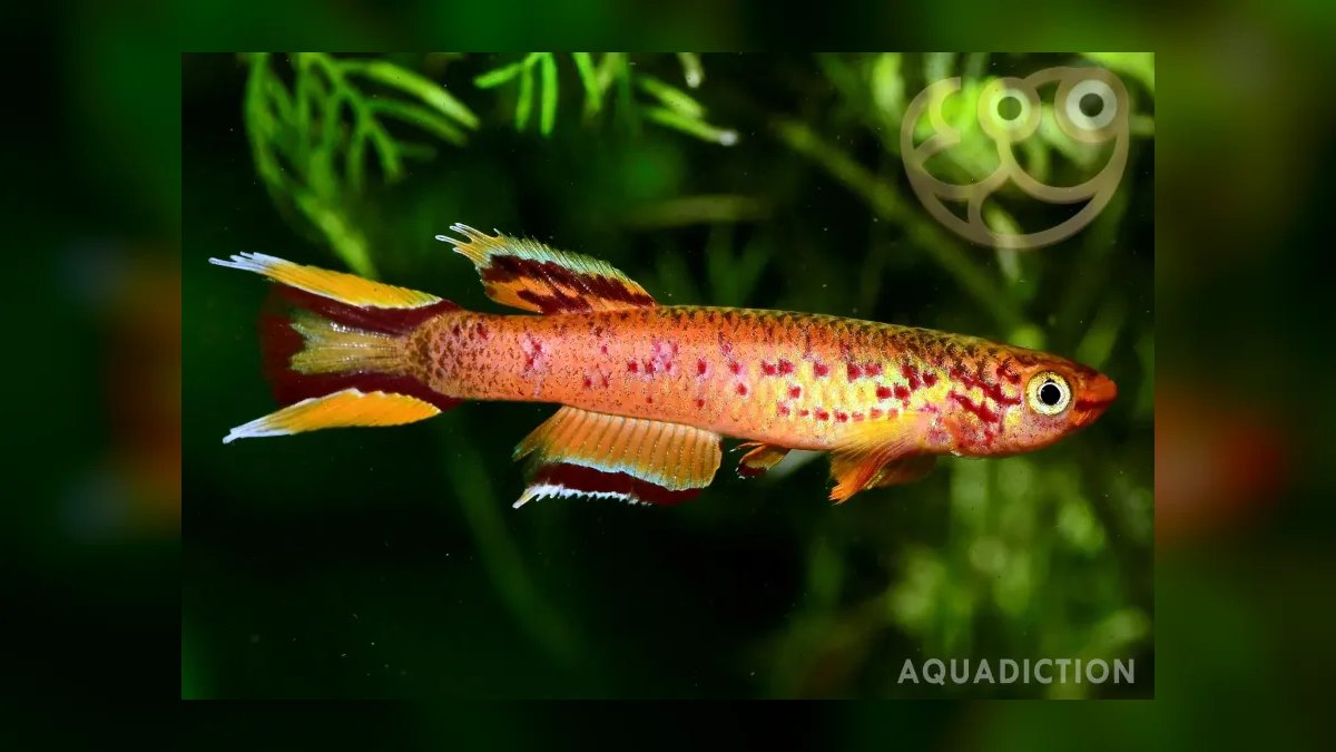 Top 10 West African Killifish Species 2027
