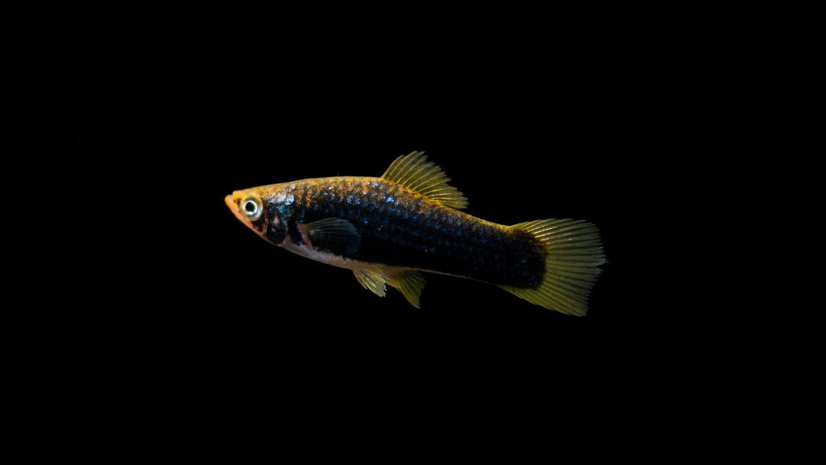 Top 10 Central American Livebearer Fish 2027 — figure 1