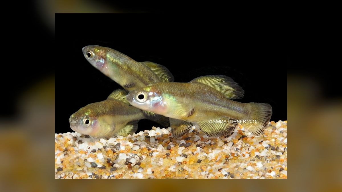 Top 10 Central American Livebearer Fish 2027 — figure 10