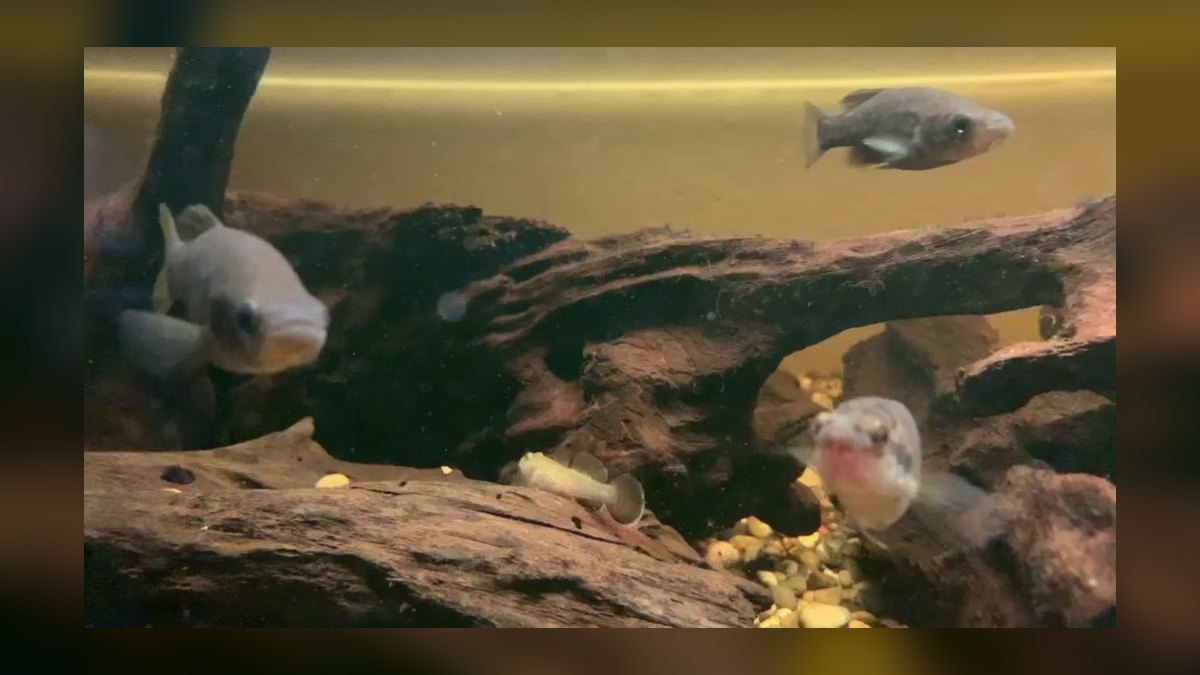 Top 10 Central American Livebearer Fish 2027 — figure 7