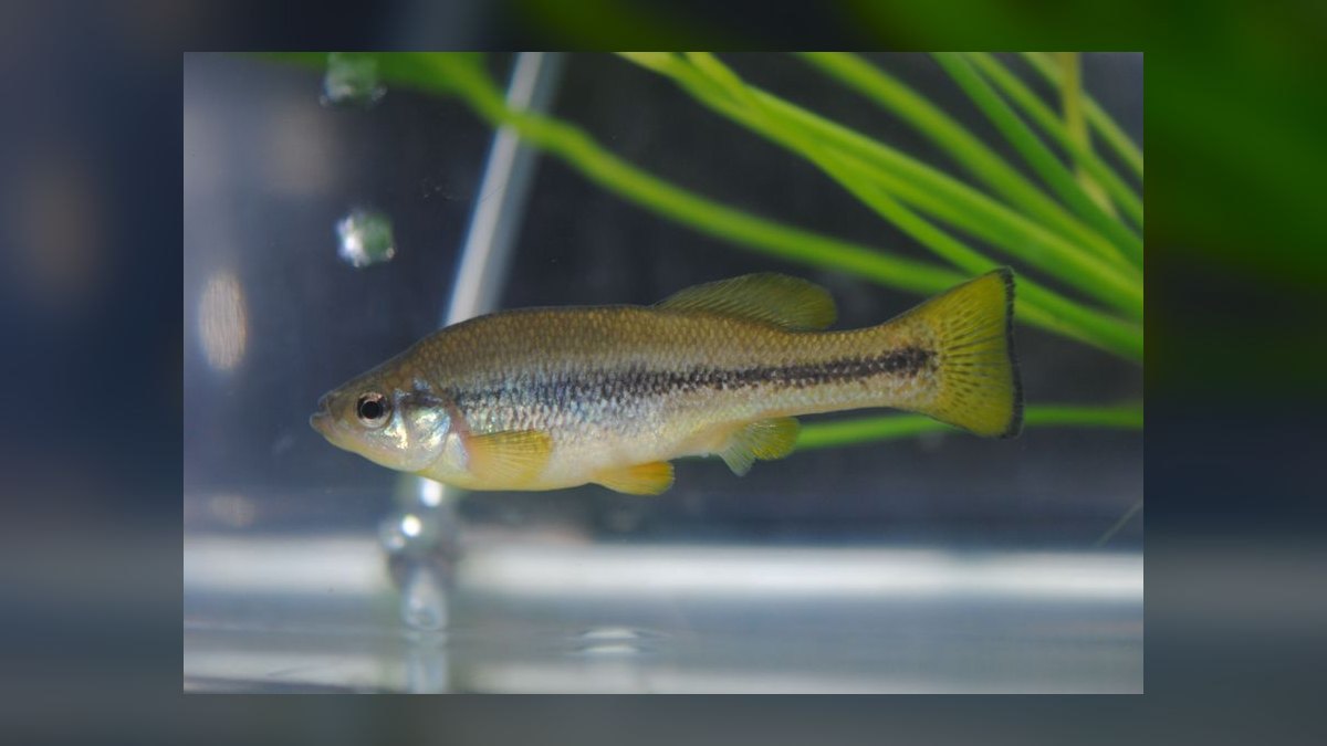 Top 10 Central American Livebearer Fish 2027 — figure 8