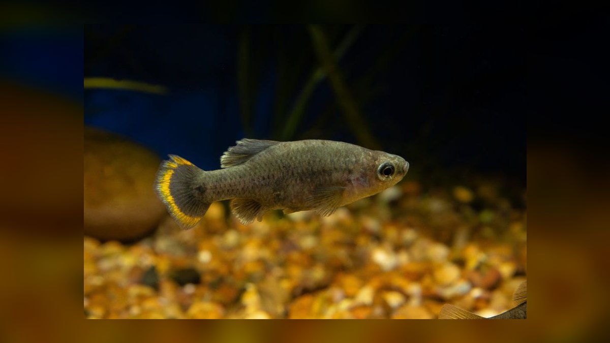 Top 10 Central American Livebearer Fish 2027 — figure 9