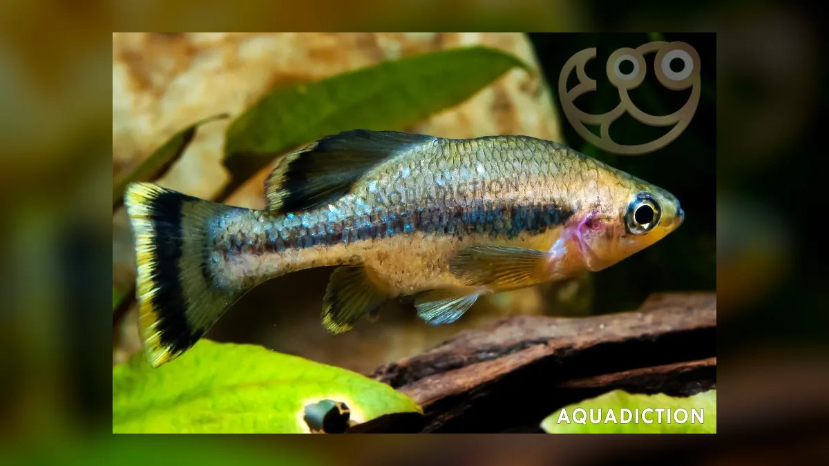 Top 10 Central American Livebearer Fish 2027