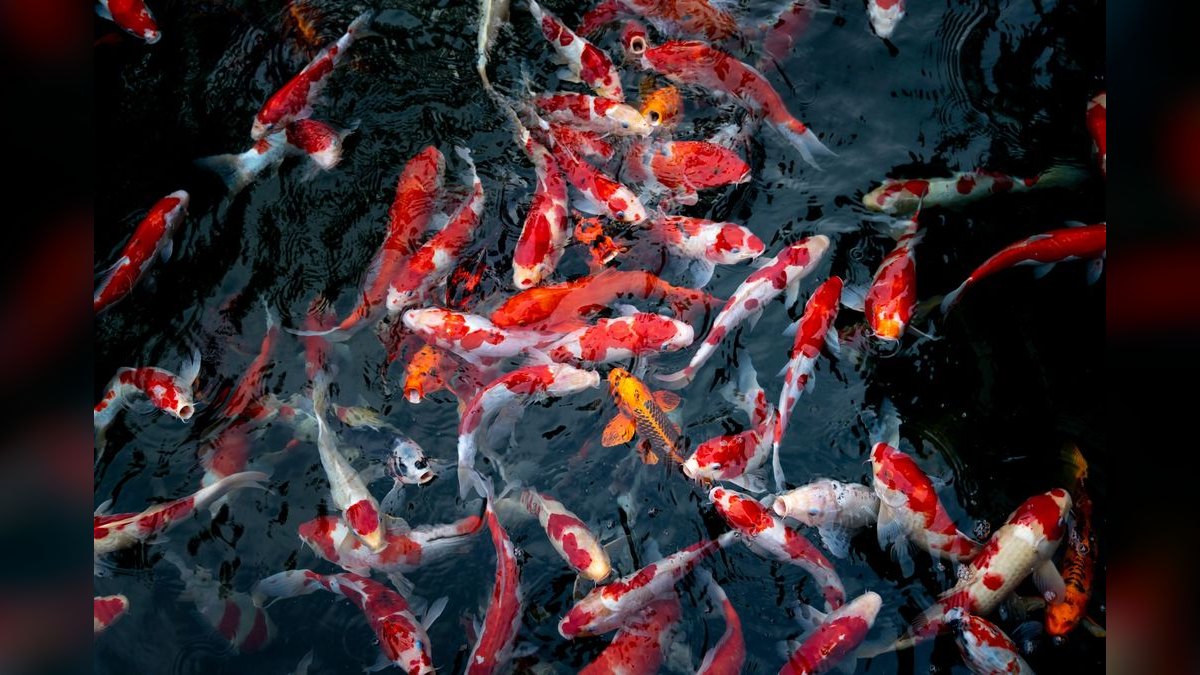 Top 10 Asian Nano Fish for Shrimp Tanks 2027 — figure 1