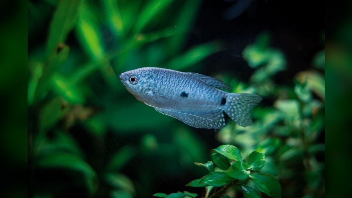 Top 10 Asian Nano Fish for Shrimp Tanks 2027 — figure 3