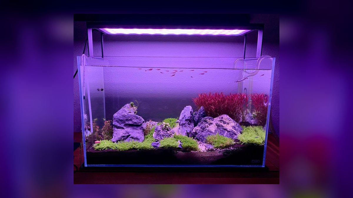 Top 10 Asian Nano Fish for Shrimp Tanks 2027 — figure 7