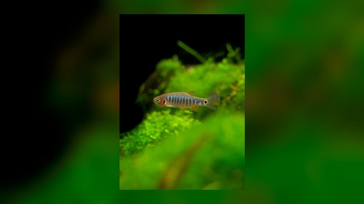Top 10 Asian Nano Fish for Shrimp Tanks 2027 — figure 8
