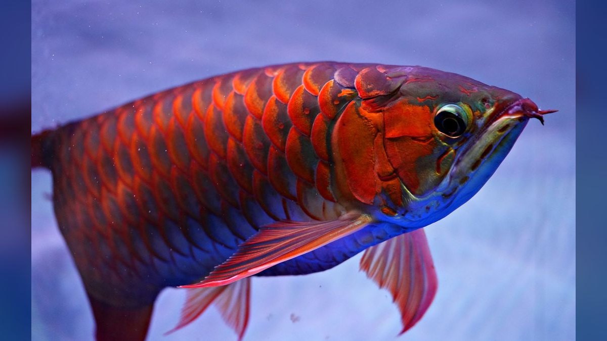 Top 10 Asian Nano Fish for Shrimp Tanks 2027