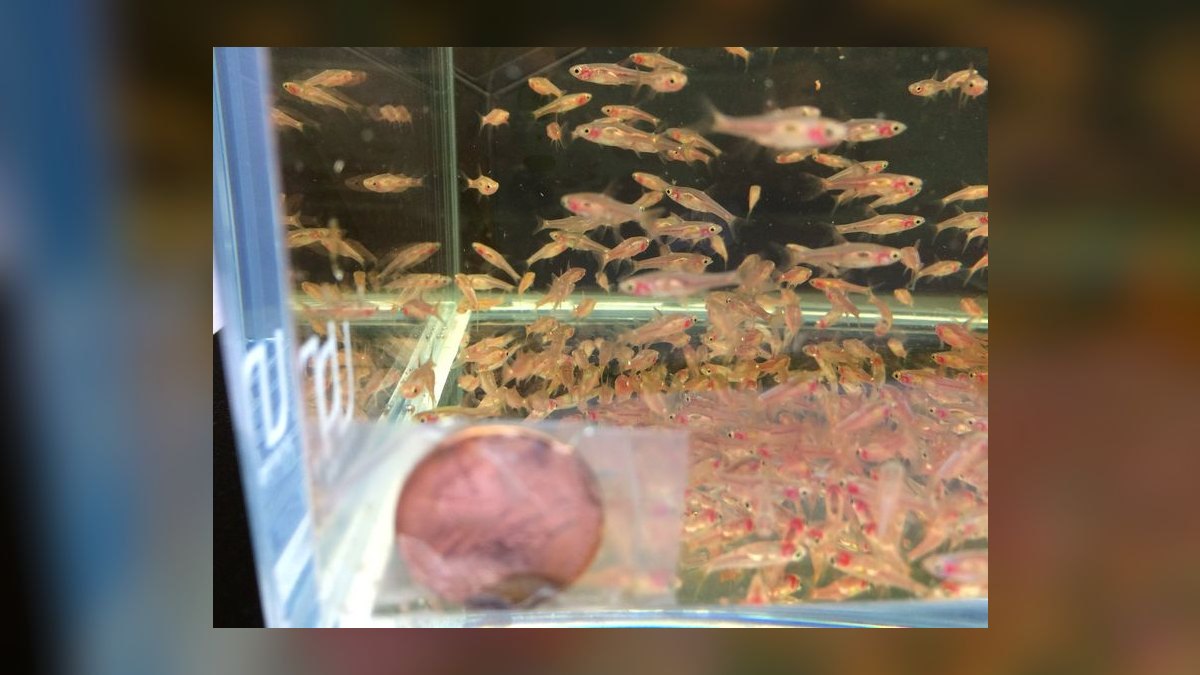 Top 10 Asian Nano Fish for Shrimp Tanks 2027