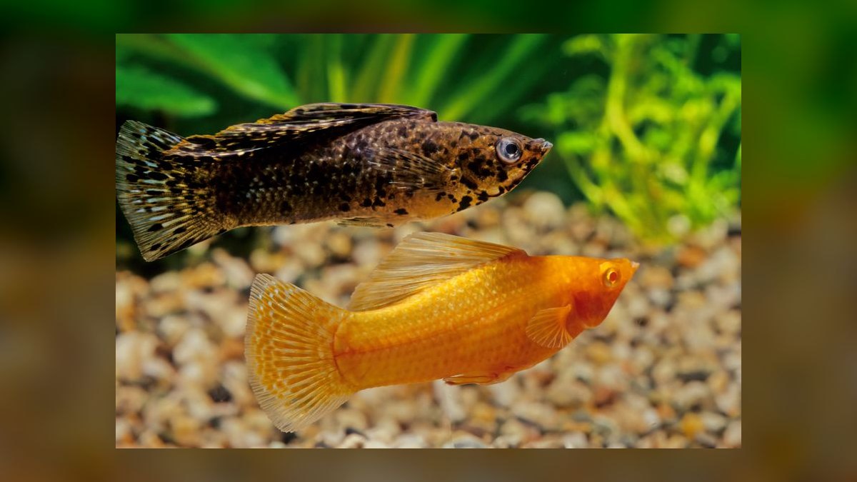 Top 10 Low Light Community Fish 2027 — figure 10