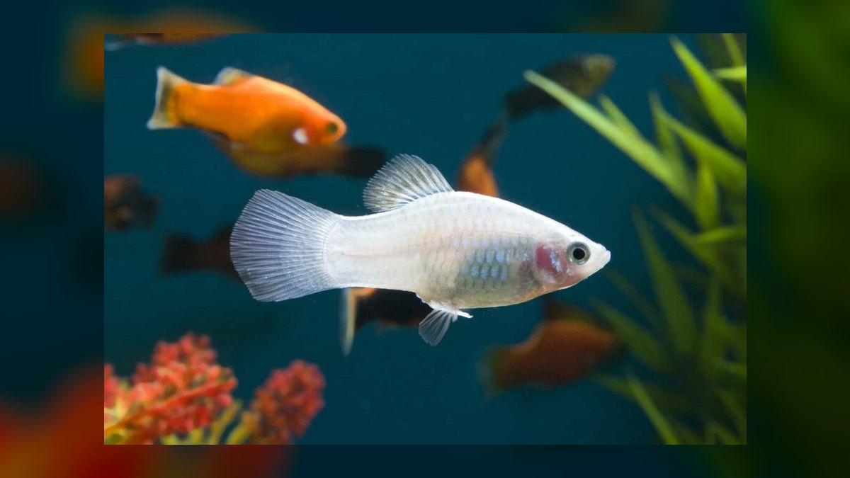 Top 10 Low Light Community Fish 2027 — figure 6