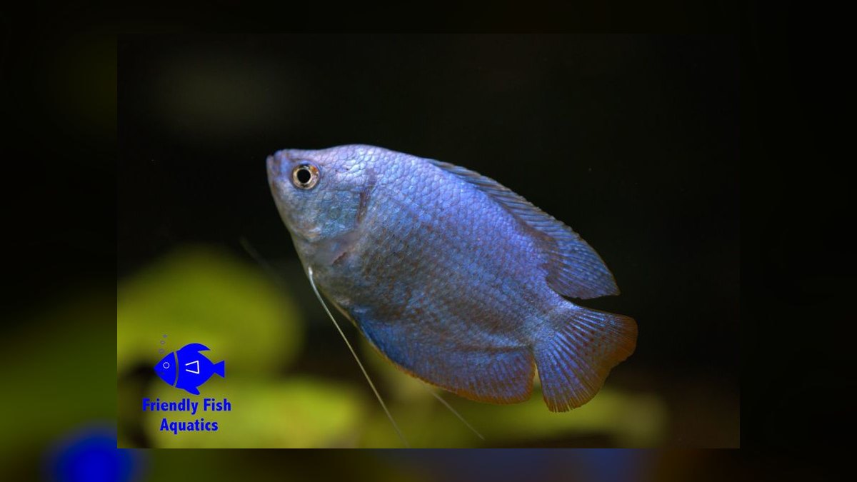 Top 10 Low Light Community Fish 2027 — figure 7