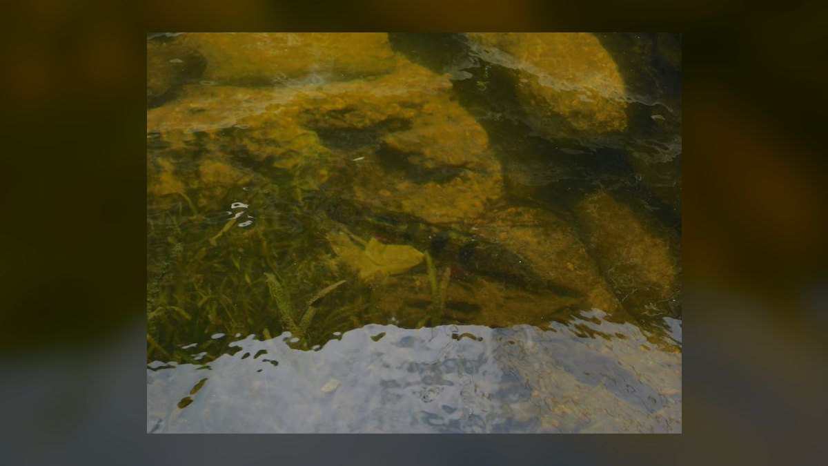Top 10 High Flow River Fish 2027 — figure 3