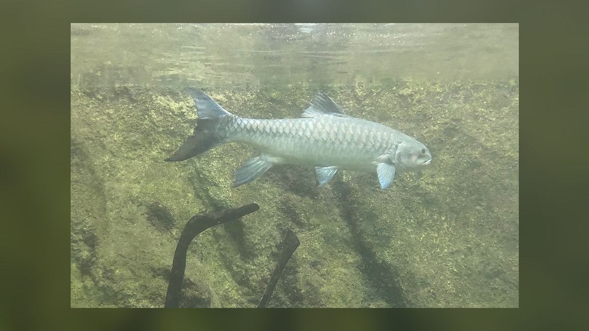 Top 10 High Flow River Fish 2027 — figure 4