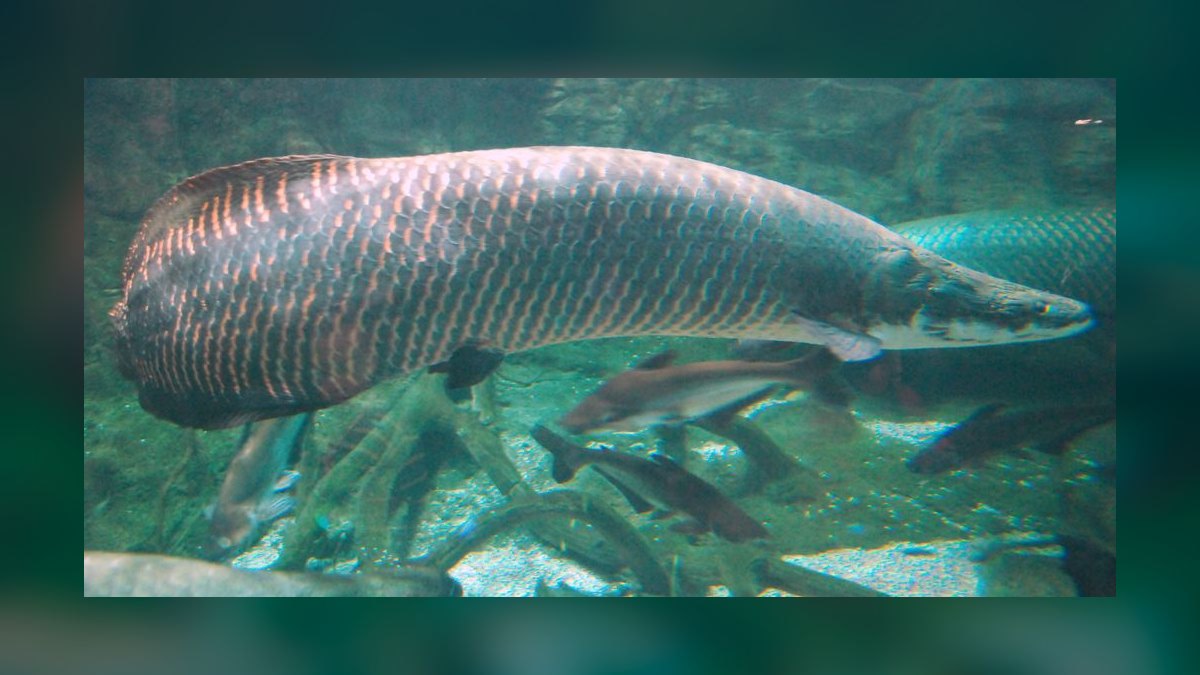 Top 10 High Flow River Fish 2027 — figure 5
