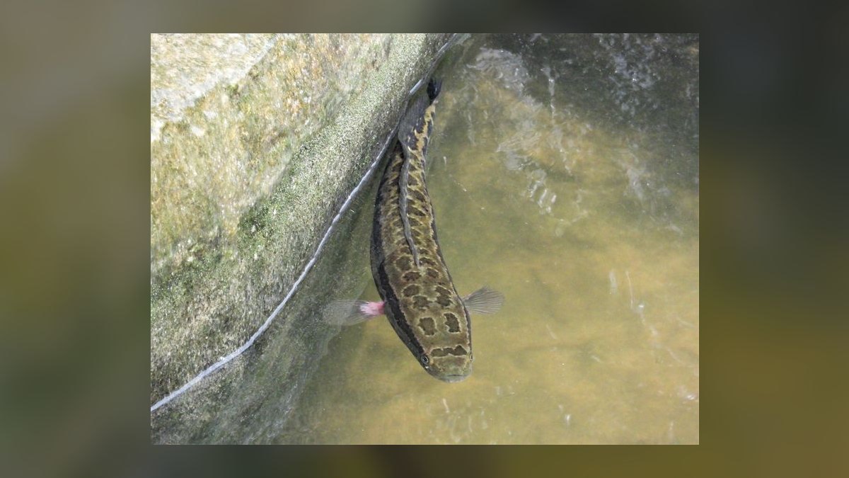 Top 10 High Flow River Fish 2027 — figure 7